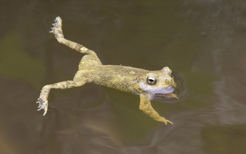 Flat headed toad